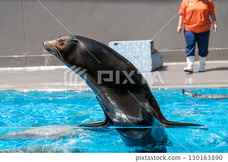 加茂水族館的海獅表演 130163890