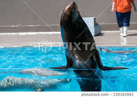 Sea lion show at Kamo Aquarium 130163891