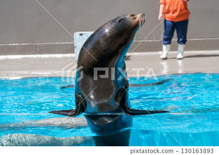 加茂水族館的海獅表演 130163893
