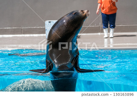 加茂水族館的海獅表演 加茂水族館的海獅表演 130163896