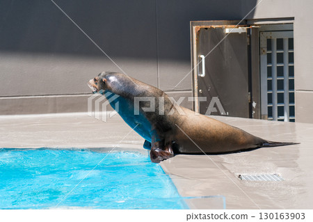 Sea lion show at Kamo Aquarium Sea lion show at Kamo Aquarium 130163903
