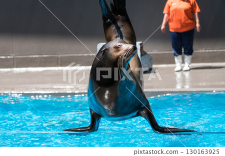 加茂水族館的海獅表演 130163925
