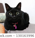 Cute and stupid looking black cat! 130163996