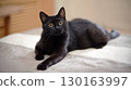 Black cat relaxing on the bed 130163997