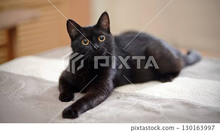 Black cat relaxing on the bed 130163997
