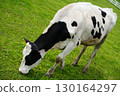 A cow eating grass with relish 130164297