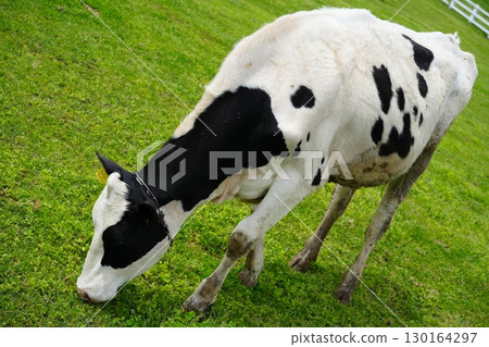 牛正在津津有味地吃著草 牛正在津津有味地吃著草 130164297