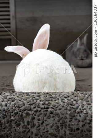 圓圓的毛茸茸的兔子 130164337