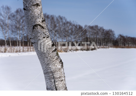 Winter birch trees and birch trees near Rokka no Mori in Nakasatsunai Village, Hokkaido Winter birch trees and birch trees near Rokka no Mori in Nakasatsunai Village, Hokkaido 130164512