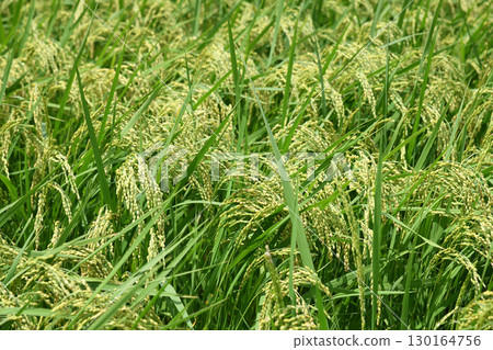 Rice field Rice field 130164756