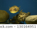 Porcupine fish, pufferfish, devil stinger, fish, saltwater fish, poisonous fish, tiger fish, demon tiger fish 130164951