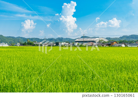 藍天積雨雲交相輝映的夏日田園風光，稻穗盛開的農耕村 130165061