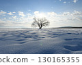 Morning sun and Japanese elm tree 130165355
