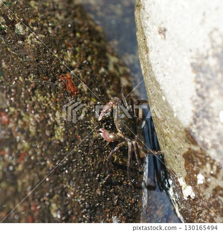 潮池螃蟹 130165494