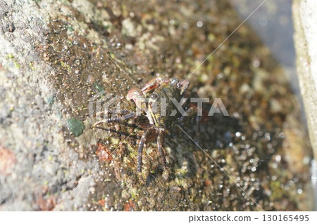 潮池螃蟹 130165495