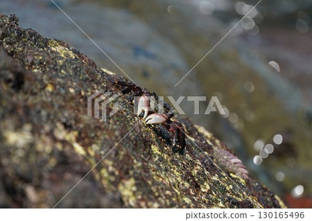 潮池螃蟹 130165496