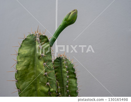Flower bud of Cereus hexagonus cactus before blooming. Cereus hexagonus or lady of the night cactus is a species of columnar cactus found in Ecuador and Venezuela. 130165498