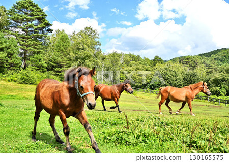 Horses grazing on the plateau 130165575