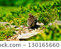 The ptarmigan of Mount Kashima-yari in the Northern Alps 130165660