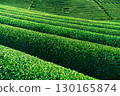 Lush green tea fields 130165874