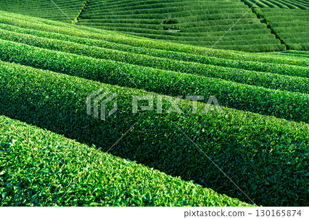Lush green tea fields Lush green tea fields 130165874