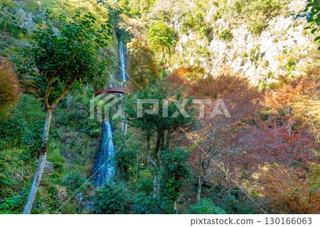 岐阜縣八百津町：秋天，人們走過禦峰瀑布的紅色橋樑，據說傳奇劍客宮本武藏曾在這裡修行。 130166063