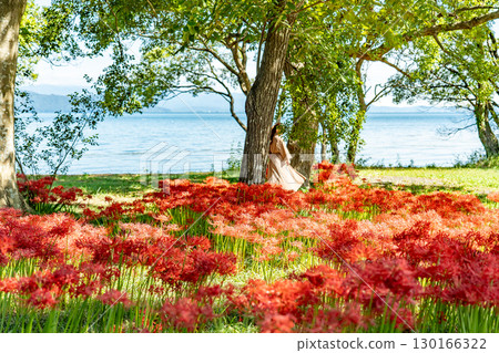 Takashima City, Shiga Prefecture: A woman poses in the autumn cluster amaryllis blooming in Katsurahama Park, a park leading to Lake Biwa. Takashima City, Shiga Prefecture: A woman poses in the autumn cluster amaryllis blooming in Katsurahama Park, a park leading to Lake Biwa. 130166322