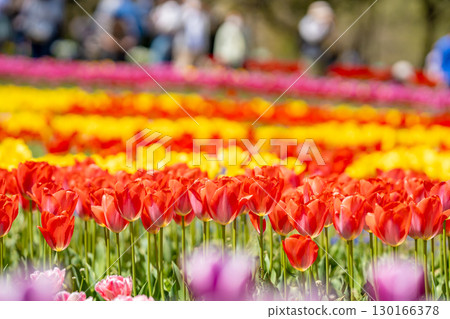 Tourists and blooming tulip fields at Kiso Sansen Park in spring in Kaizu City, Gifu Prefecture Tourists and blooming tulip fields at Kiso Sansen Park in spring in Kaizu City, Gifu Prefecture 130166378