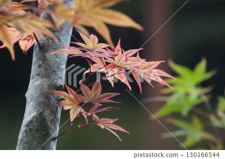 變成紅色的楓葉 變成紅色的楓葉 130166544