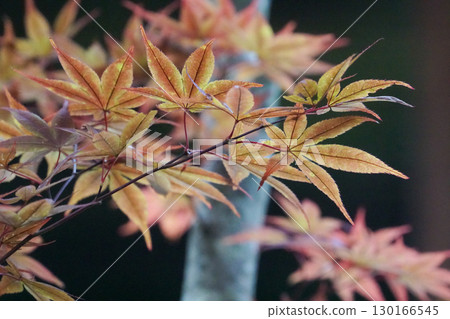 變成紅色的楓葉 變成紅色的楓葉 130166545