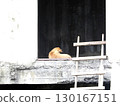 Brown dog is resting on concrete ledge in front of dark door, with small wooden ladder leaning against ledge, creating peaceful and quiet scene 130167151