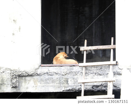 Brown dog is resting on concrete ledge in front of dark door, with small wooden ladder leaning against ledge, creating peaceful and quiet scene 130167151