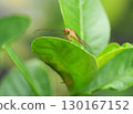 Close up of dragonfly resting green leaf natural light, showcasing detailed wings and vibrant foliage, evoking sense of tranquility and nature 130167152