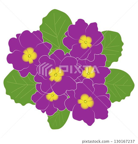 Primula red purple 130167237