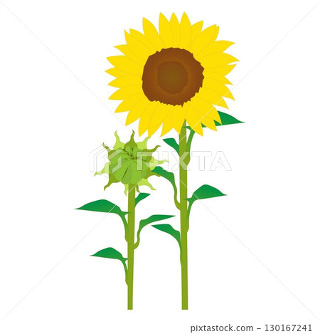 葵花芽茶 葵花芽茶 130167241