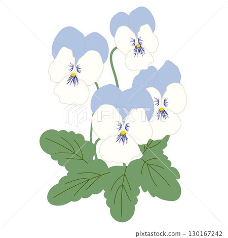 Viola Blue and White Viola Blue and White 130167242
