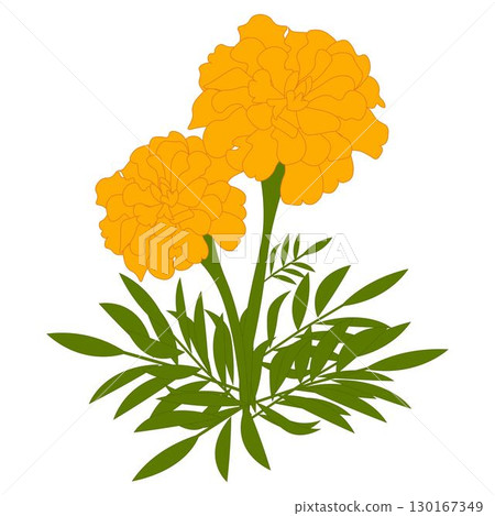 Marigold Orange 130167349
