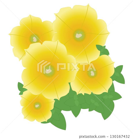 Yellow Petunia 130167432