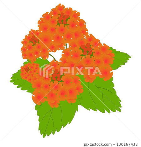 馬纓丹橙 130167438