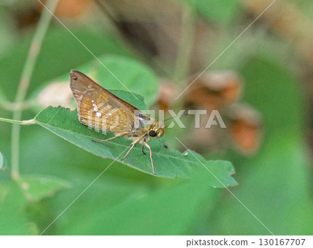 A skipper butterfly resting on a leaf 130167707