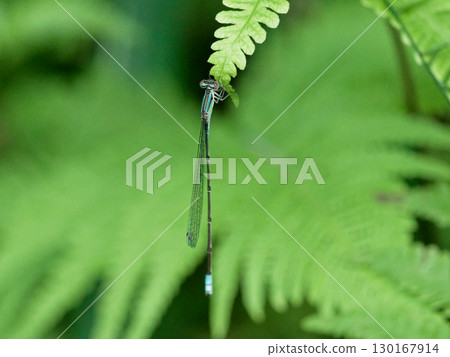 A male black damselfly (Coenagrionidae) resting on the stem of a fern A male black damselfly (Coenagrionidae) resting on the stem of a fern 130167914