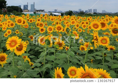 日本埼玉縣的向日葵 130167917