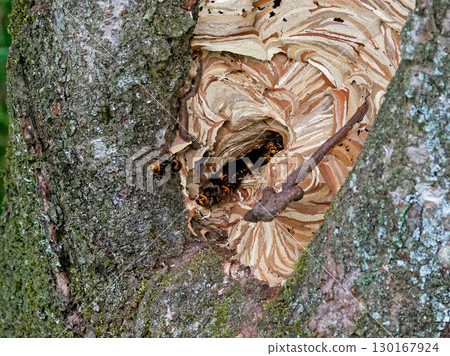 Tree cavity nesting of the wasps of the family Waspsidae 130167924