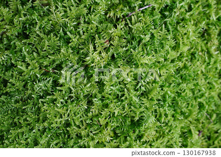 Green moss covering the garden of a temple in Kyoto 130167938