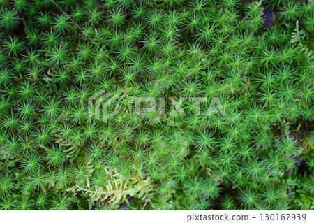 Green moss covering the garden of a temple in Kyoto 130167939
