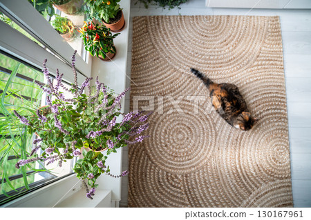 Relaxed cat lying on jute rug at home top view. Calico cat rest on floor surrounded by potted plants 130167961