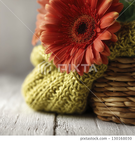Close up of vibrant red gerbera daisy resting on textured green knitted fabric, with woven basket in background, creating warm and cozy floral scene 130168030
