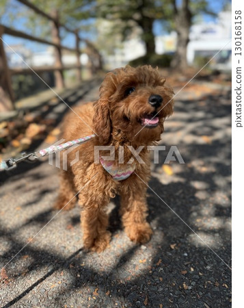 Toy Poodle Pono Autumn Walk 130168158