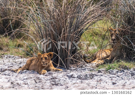 Lion Cubs in the Ngorogoro Crater Lion Cubs in the Ngorogoro Crater 130168162