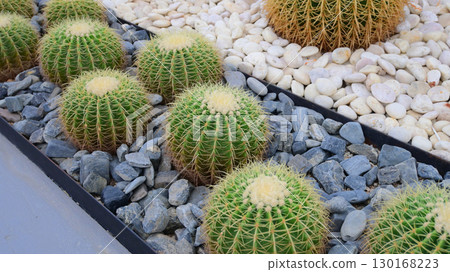 sphere cactus in the greenhouse garden sphere cactus in the greenhouse garden 130168223